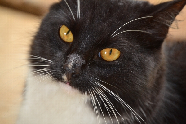 Foto Bianco e nero
 animale domestico gatto felino