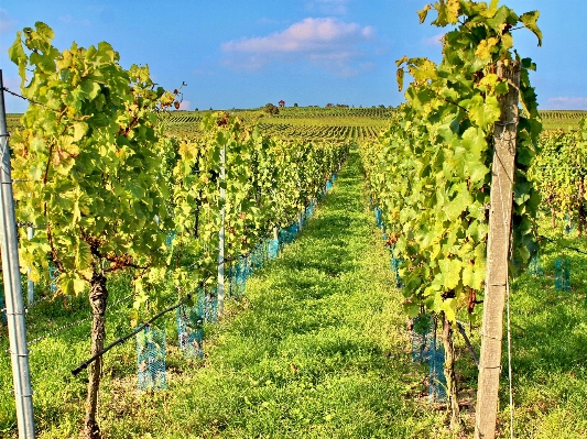 Nature grape vine vineyard Photo