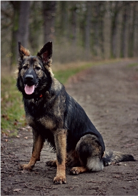 Orman köpek oturma memeli Fotoğraf