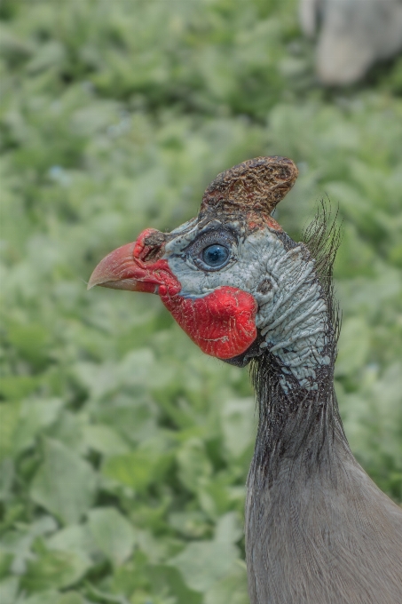 Oiseau cultiver prairie
 animal