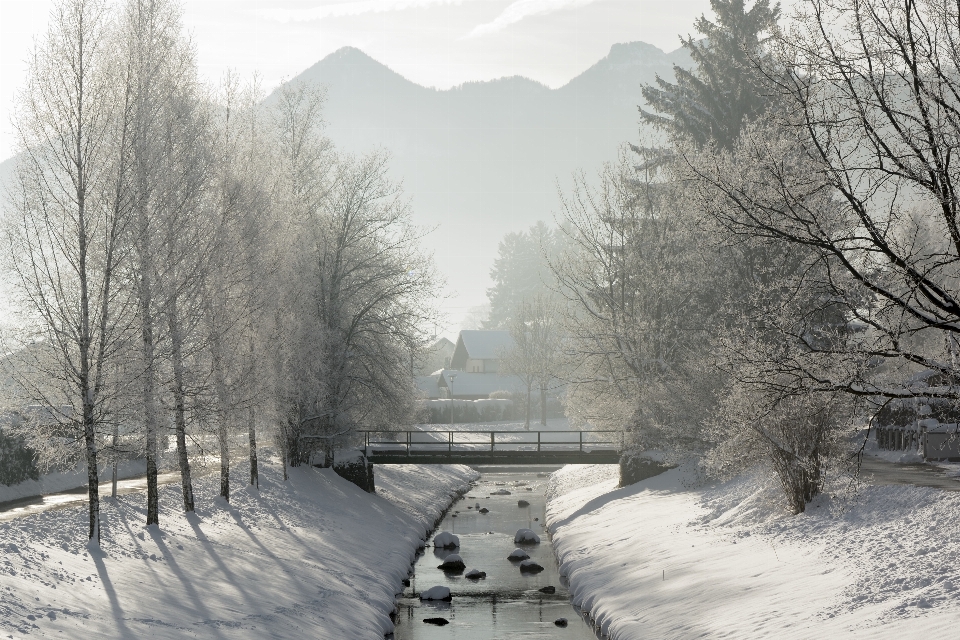 Paesaggio albero nevicare inverno