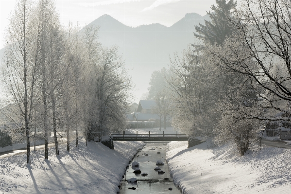 Landscape tree snow winter Photo