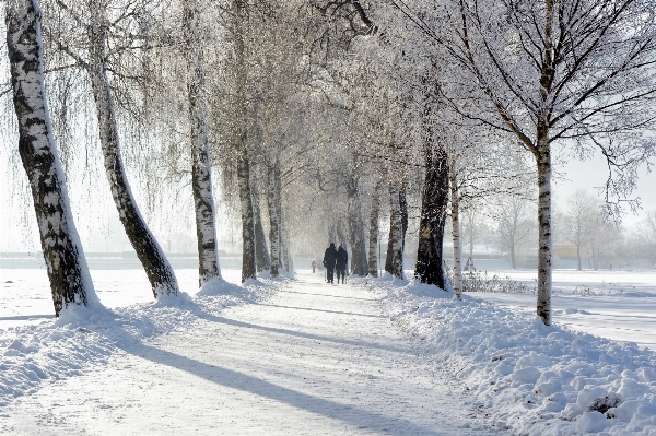 Foto árvore neve inverno branco