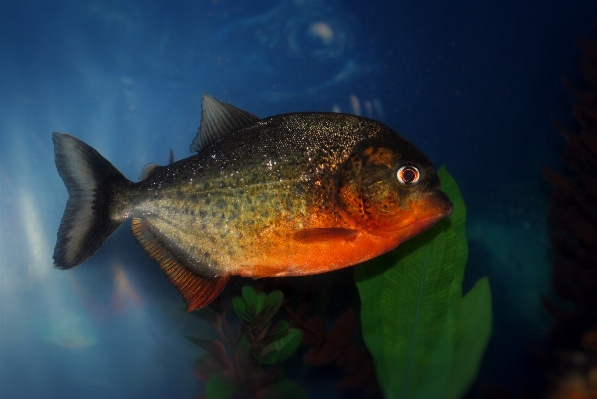 Underwater tropical biology perch Photo