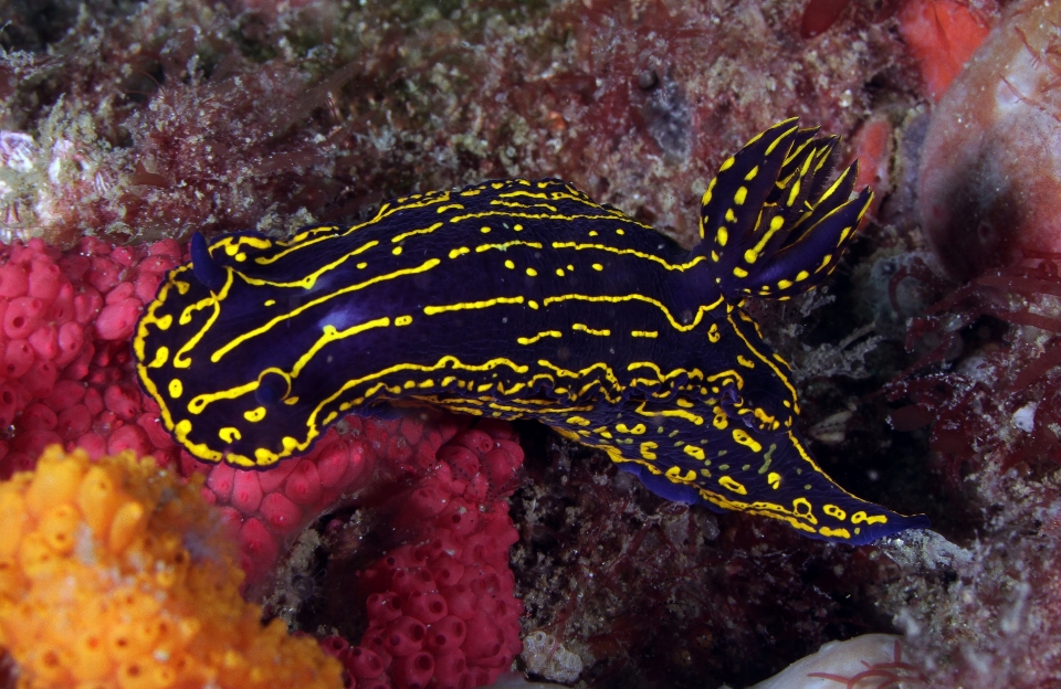 Sous-marin tropical la biologie coloré