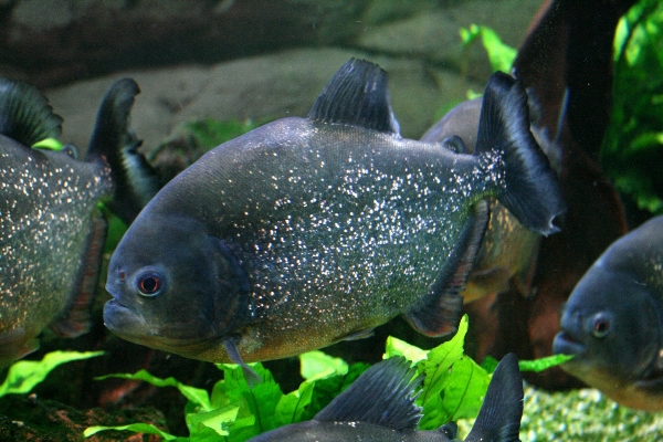 Foto Animais selvagens embaixo da agua verde tropical