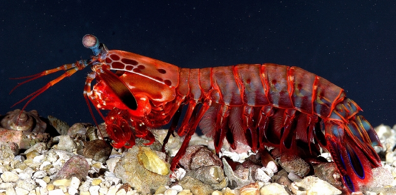 Female food biology seafood Photo