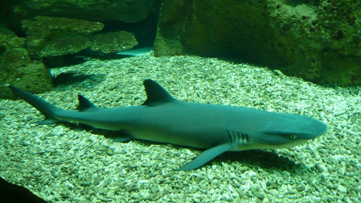 Underwater green tropical biology Photo