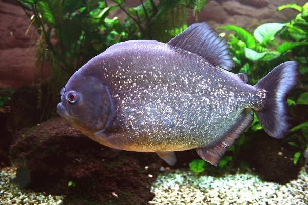 Underwater tropical biology predator Photo