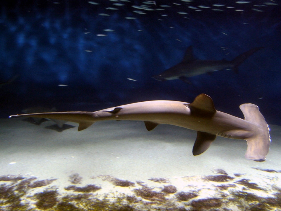 Underwater biology predator fish