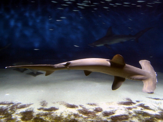 Underwater biology predator fish Photo