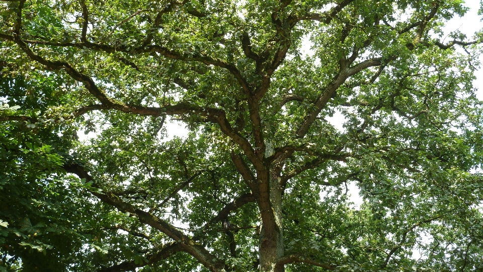 Tree branch plant flower