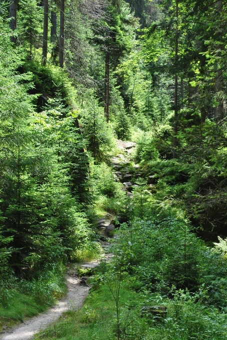 Landscape tree nature forest