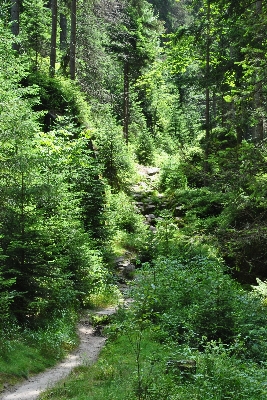 Landscape tree nature forest Photo