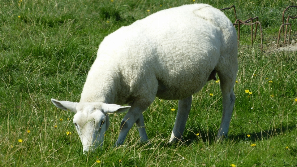 Landschaft natur gras wiese
