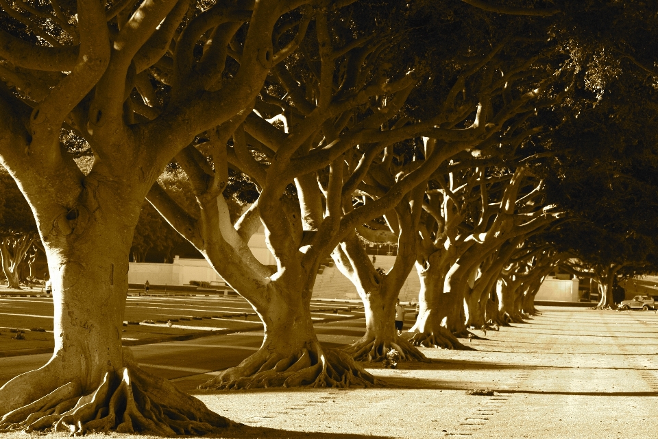 Paesaggio albero natura all'aperto