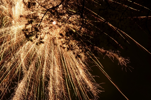 Tree branch night sunlight Photo