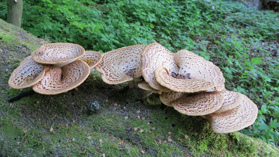 森 爬虫類 きのこ ブナ材
