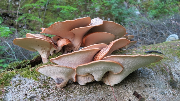 Foto Pohon alam hutan daun