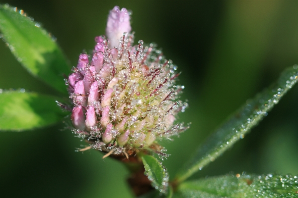 Nature blossom dew plant Photo