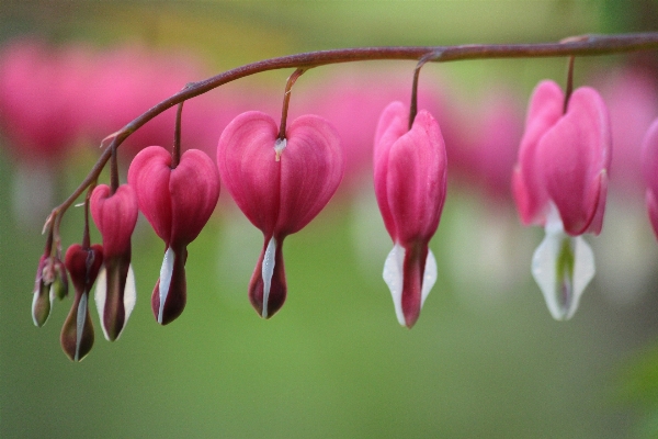 自然 花 植物 葉 写真