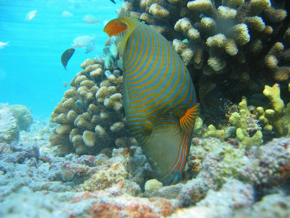 海 水下 热带 生物学