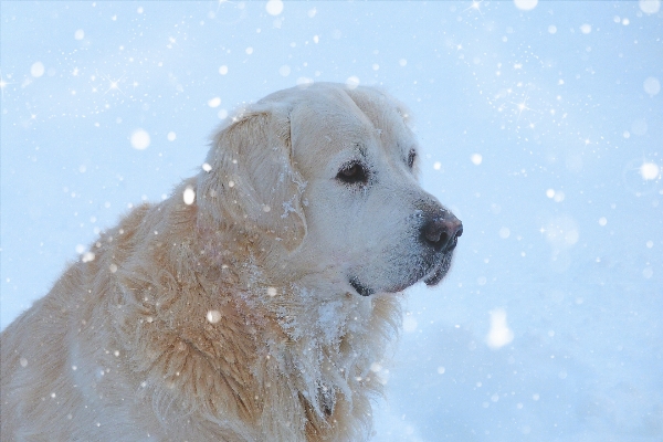 Snow winter sweet puppy Photo