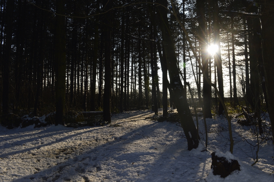 Paesaggio albero natura foresta