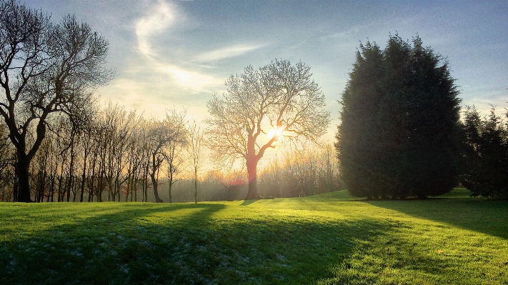 Landscape tree nature forest Photo