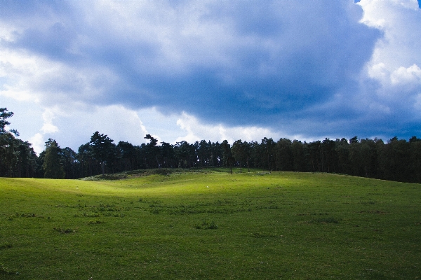 Landscape tree nature grass Photo