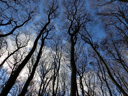 風景 木 自然 森 写真