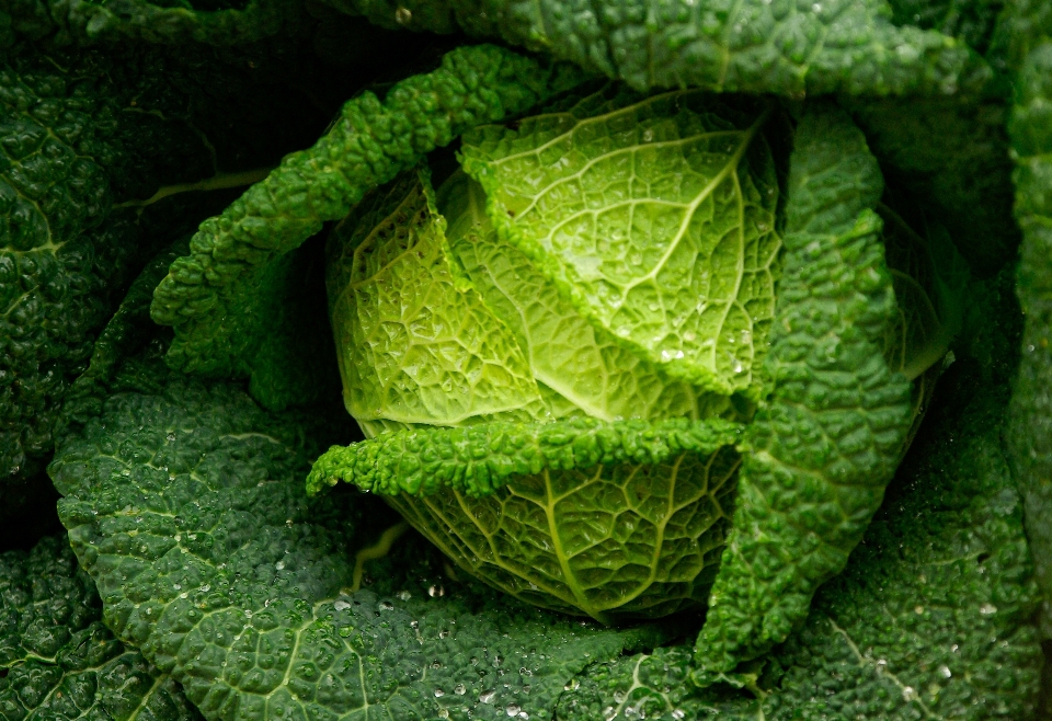 Plant leaf food green