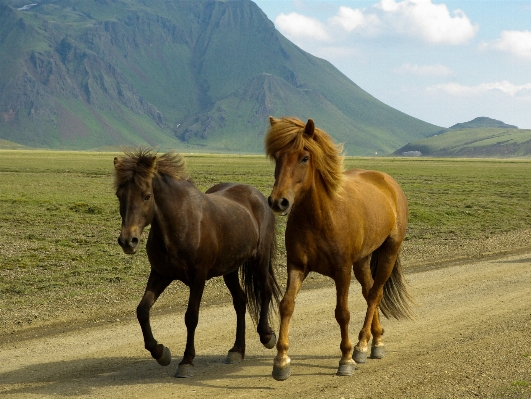 Landscape prairie herd pasture Photo