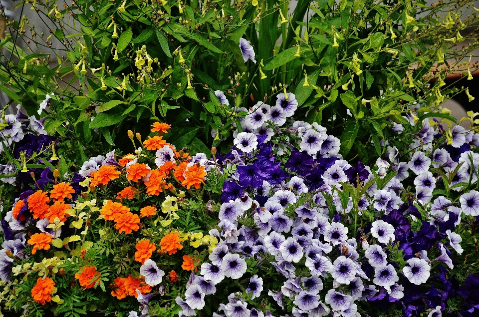 Nature blossom plant white