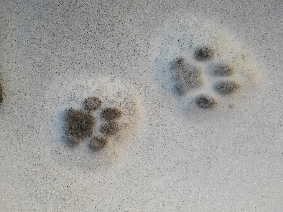 砂 雪 フットプリント 猫