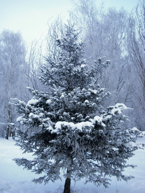 Arbre nature bifurquer neige