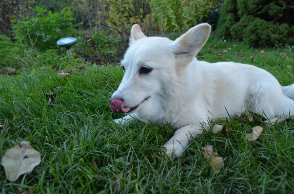 Grass hair white puppy Photo