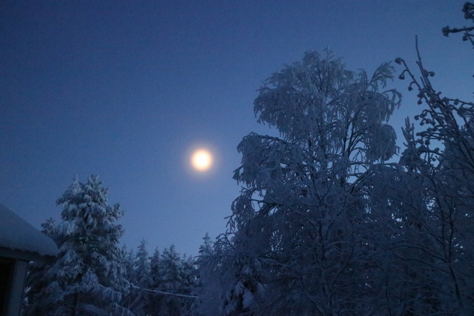 Baum schnee winter himmel