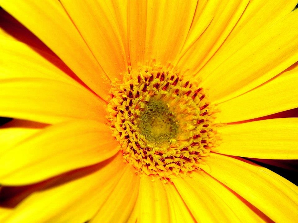 Natura zakład pole fotografia