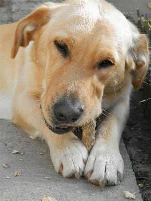 Puppy dog animal mammal Photo