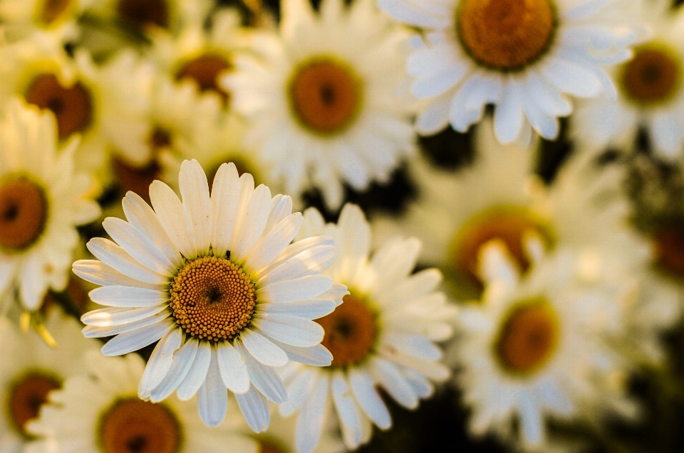 Blossom plant white photography