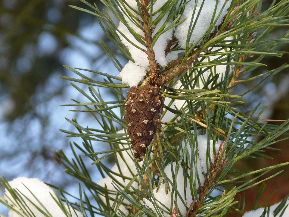 árvore natureza floresta filial