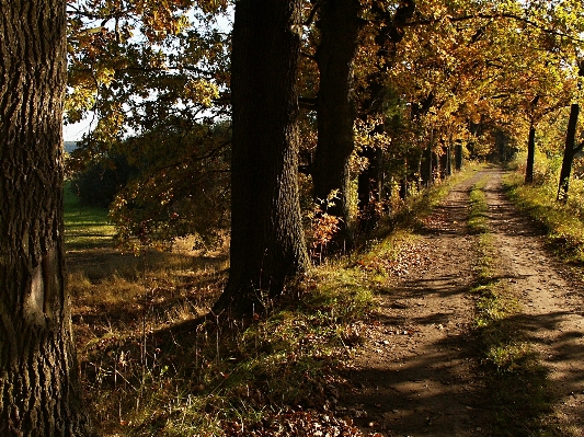 Foto Paesaggio albero natura foresta