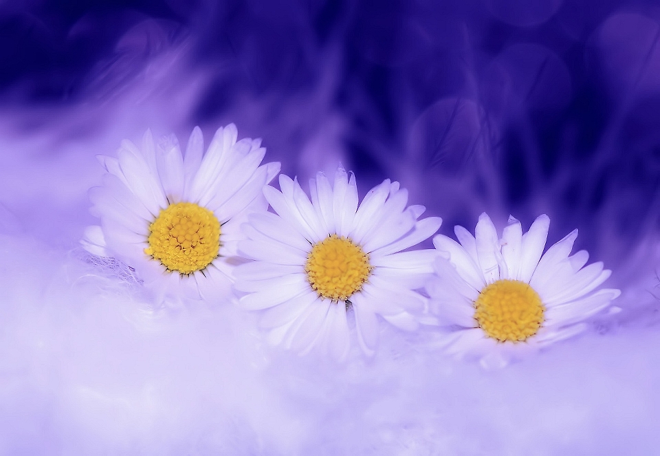 Nature blossom bokeh plant