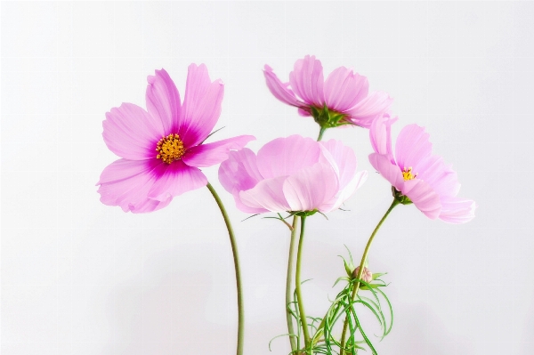 Nature blossom plant white Photo