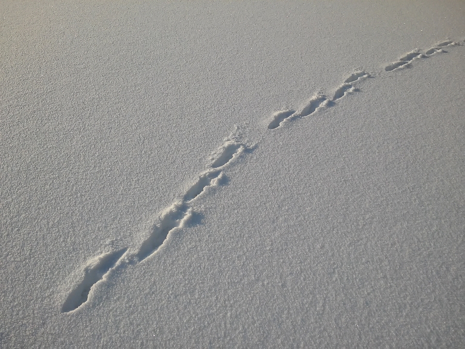 Sand snow track wave