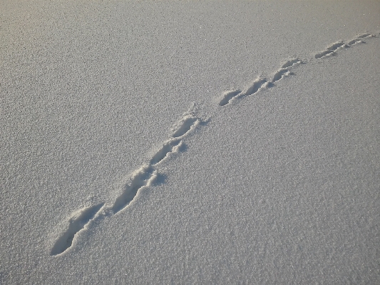 砂 雪 追跡 波 写真