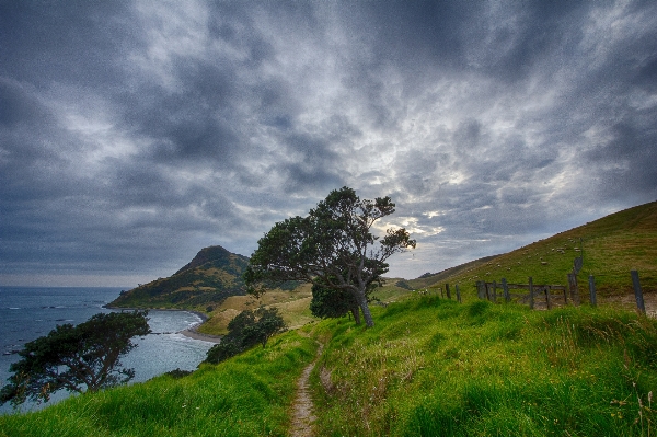 Landscape sea coast tree Photo