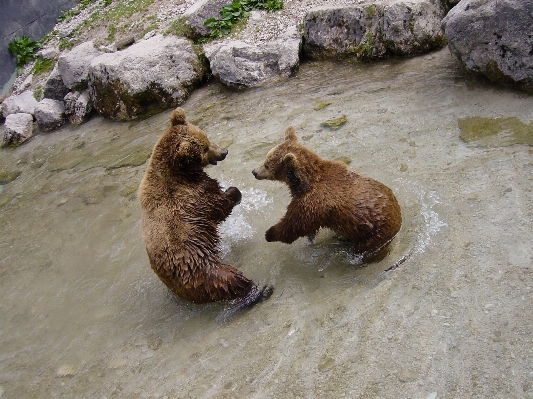 Animal bear wildlife zoo Photo