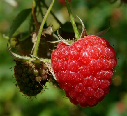 Nature plant vine raspberry Photo